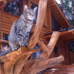 Коттедж премиум