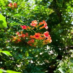 Фото Отель Магнолия