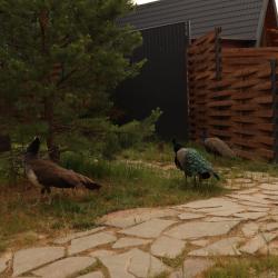 Коттедж премиум