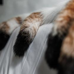 Фото Феникс Эко-отель