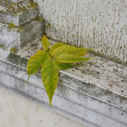 Фото Отель Старый город