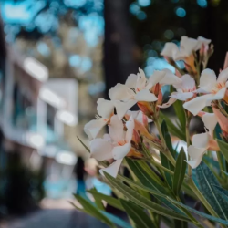 Фото Парк-отель Московский