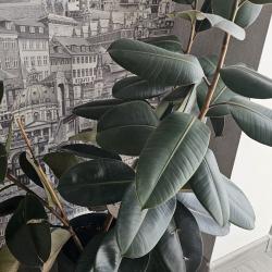 1-комнатные апартаменты стандарт №2