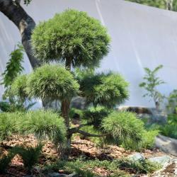 Фото Отель Скала