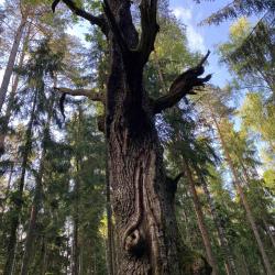 Фото Отель Green Park Conference & Spa Hotel (Грин Парк)