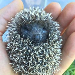 Фото Отель Хутор белой козы