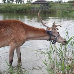 Фото Отель Любимая Усадьба