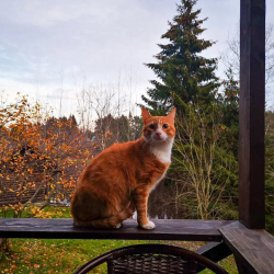 Фото Отель Алавойне