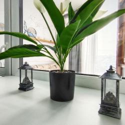 Апартаменты студия 36-19