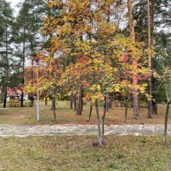 Фото Отель Сосновый бор