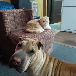 Фото Отель Коттедж Манжерок