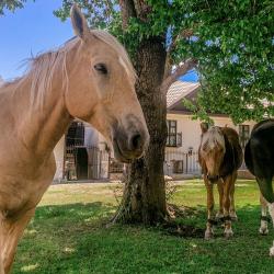 Фото Отель Горная Роза