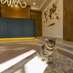 Фото Отель Akjola Hotel (Акжола)