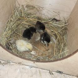 Фото Отель Мамин уют