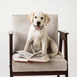 Номер улучшенный стандарт