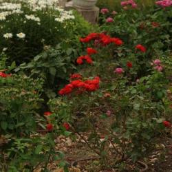 Фото Отель Любимая Усадьба