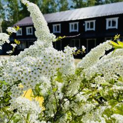 Фото Отель Гостевой комплекс Сосны