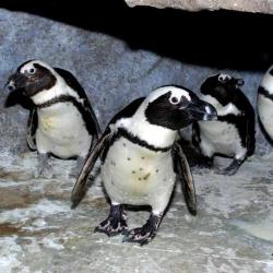 Фото Отель Дельфин (Дельфинарий Морская Звезда)