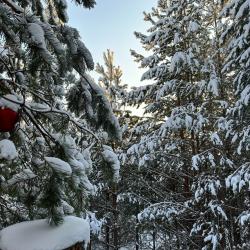 Фото Отель Хвойная хижина