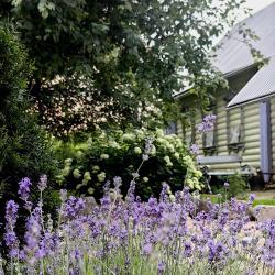 Фото Отель Лавандовый сад