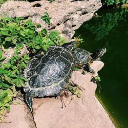 Фото Отель Вилла Елена