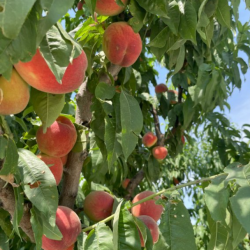 Фото Отель Персиковый Остров