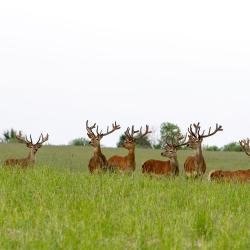 Фото Отель Сафари-Парк