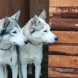 Фото Отель Husky Camp (Хаски Кэмп)