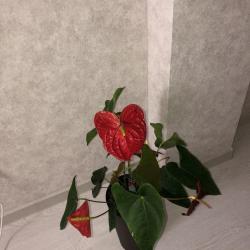 фото 7 Панорама Хаус Апарт на улице Ирчи Казака