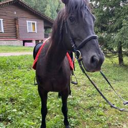 Фото Отель Экопарк Бобровый мыс