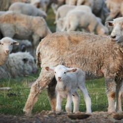 Фото Отель Koksa Camp (Кокса Камп)