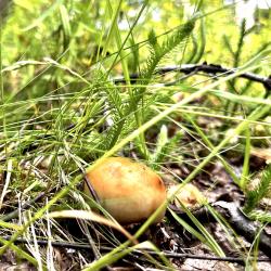 Фото Отель Загородный коттедж