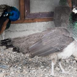 Фото Отель Лунежские горы