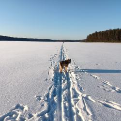 Фото Отель Медвежья лапа