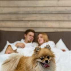 Номер стандарт эконом