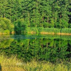Фото Отель EveGreen (ЭвеГрин)
