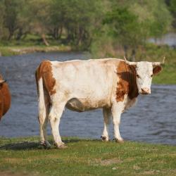 Фото Отель Koksa Camp (Кокса Камп)