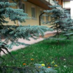 Фото Отель Лесной