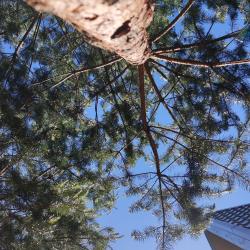 Фото Отель Кусочек рая в соснах