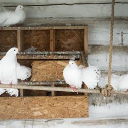 Фото Отель Лунежские горы
