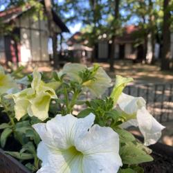 Фото Парк-отель Нобель