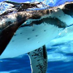 Фото Отель Дельфин (Дельфинарий Морская Звезда)