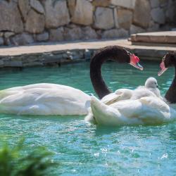 фото 68 Yalta Intourist (Ялта Интурист)