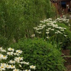 Фото Отель Любимая Усадьба