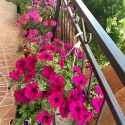 Фото Отель Эрика