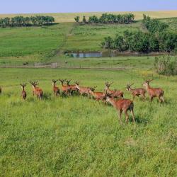 Фото Отель Deer Farm (Дир фарм)