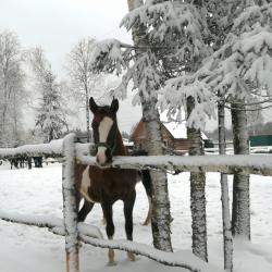 Фото Отель Гостевой дом Окулова Заимка