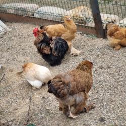 Фото Отель Мамин уют