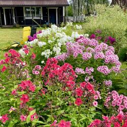 Фото Отель Гостевой комплекс Сосны