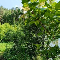Фото Отель Emirell Altai (Эмирелль Алтай)
